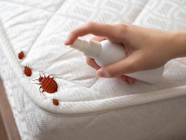 Best Spider Control Near Me  in Tawas City, MI