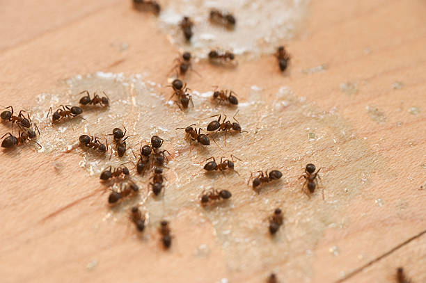 Best Affordable Pest Control Services  in Tawas City, MI